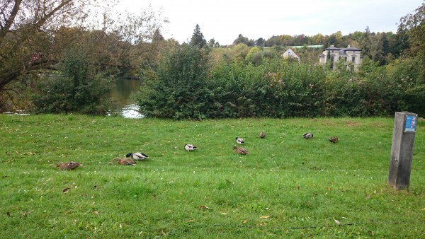 Enten vorm Womo auf dem SP