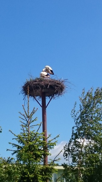 Storchennest am CP