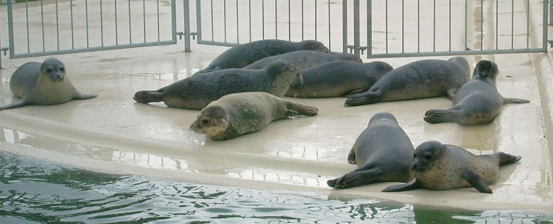Seehundeaufzuchtstation