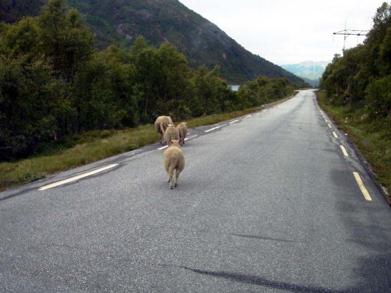 Anfahrt zum Preikestolen