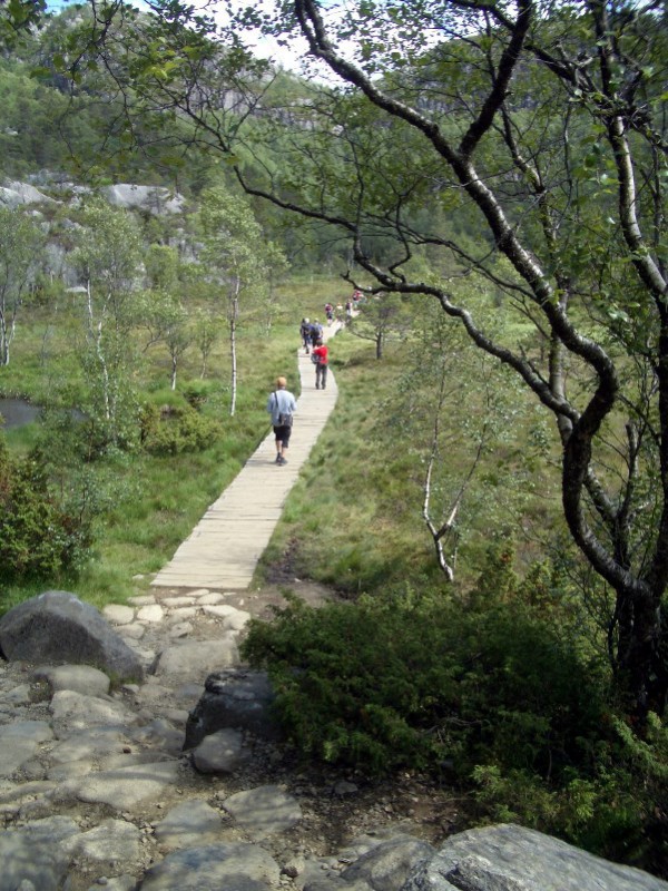 Bohlenpfade im morastigen Wald