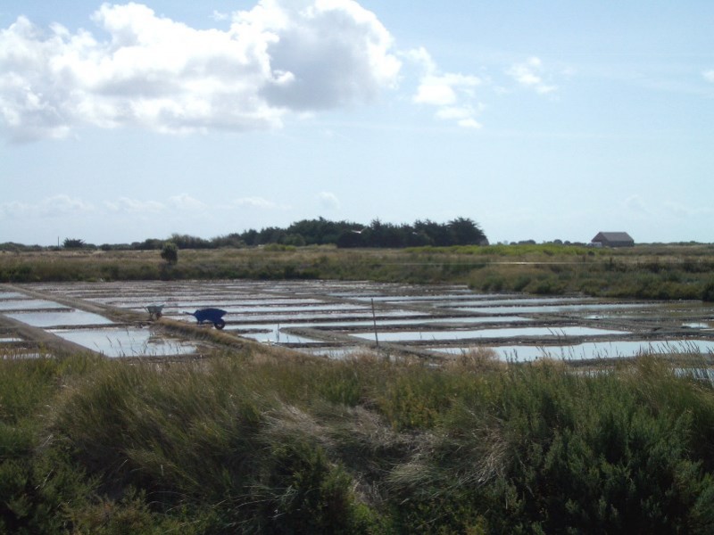 Salzwiesen