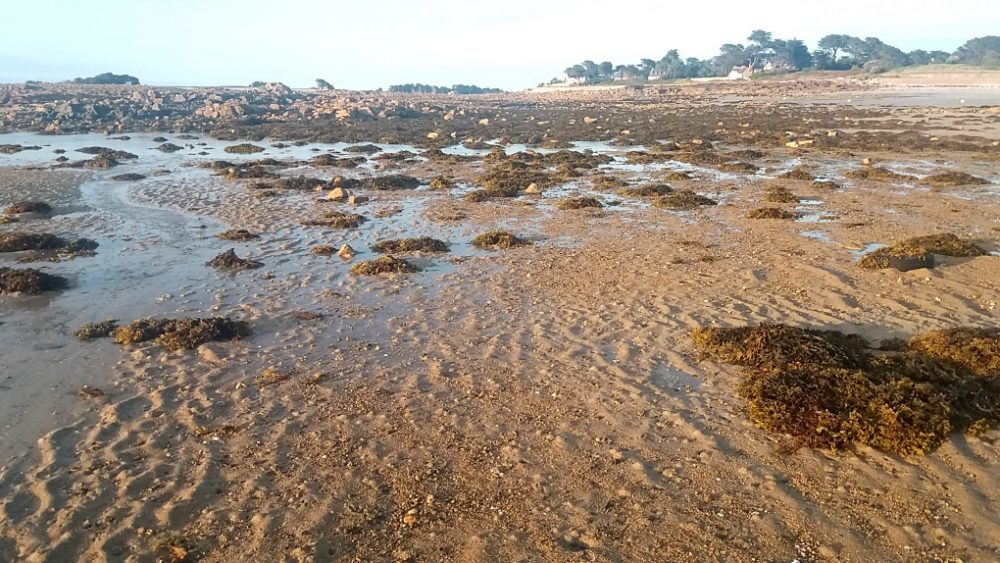 Blick auf Port Blanc bei Ebbe