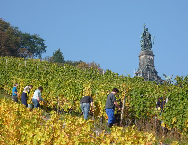 Rüdesheim Weinlese unterm Niederwalddenkmal