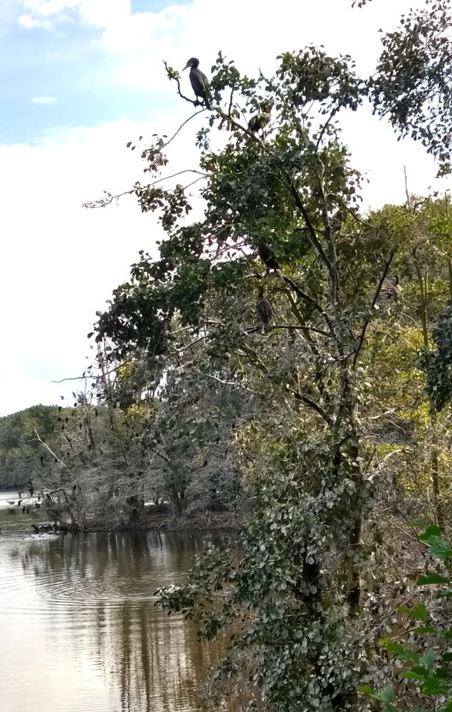 Waren Schlafplatz der Kormorane