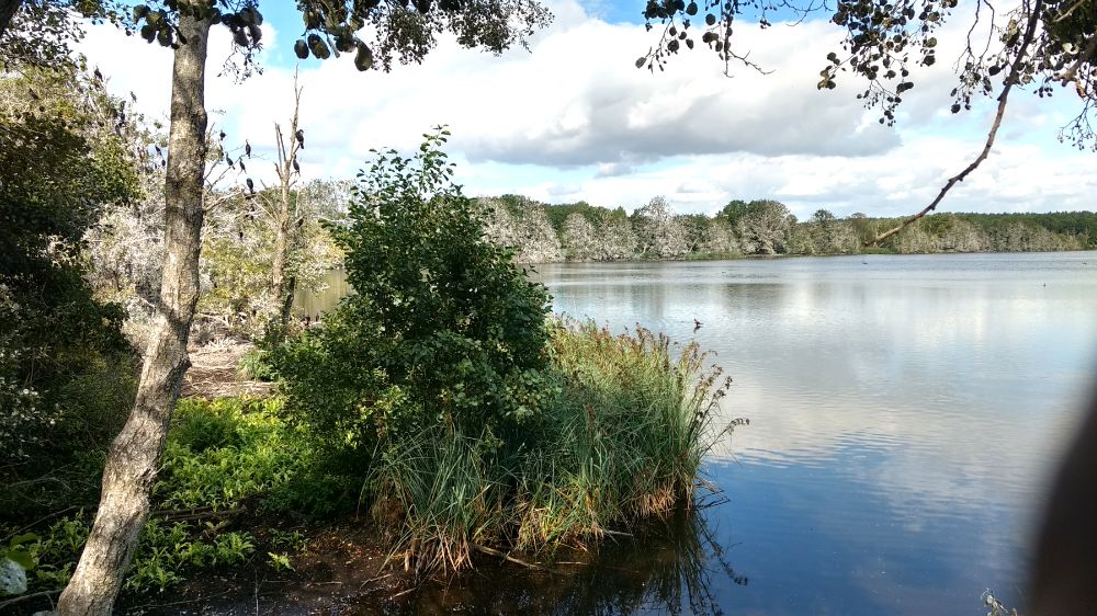 Waren Warnker See mit Kormoran Siedlung
