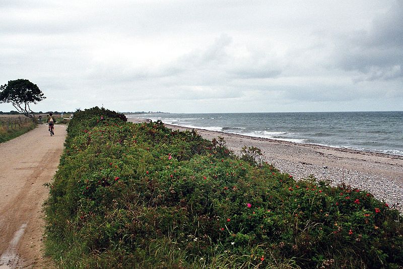 Hohenfelde_Weg_am_Strand