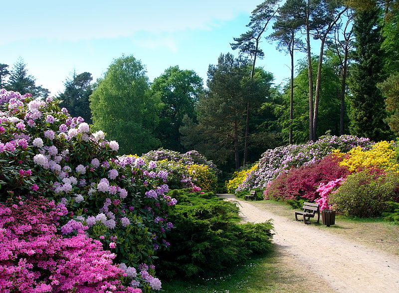 Graal-Müritz_Rhododendronpark
