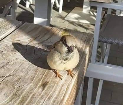 Besuch beim Mittagessen