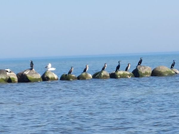 Pelzer­haken März 2025