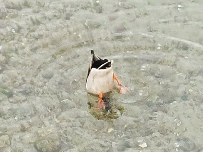 Anbaden in Scharbeutz