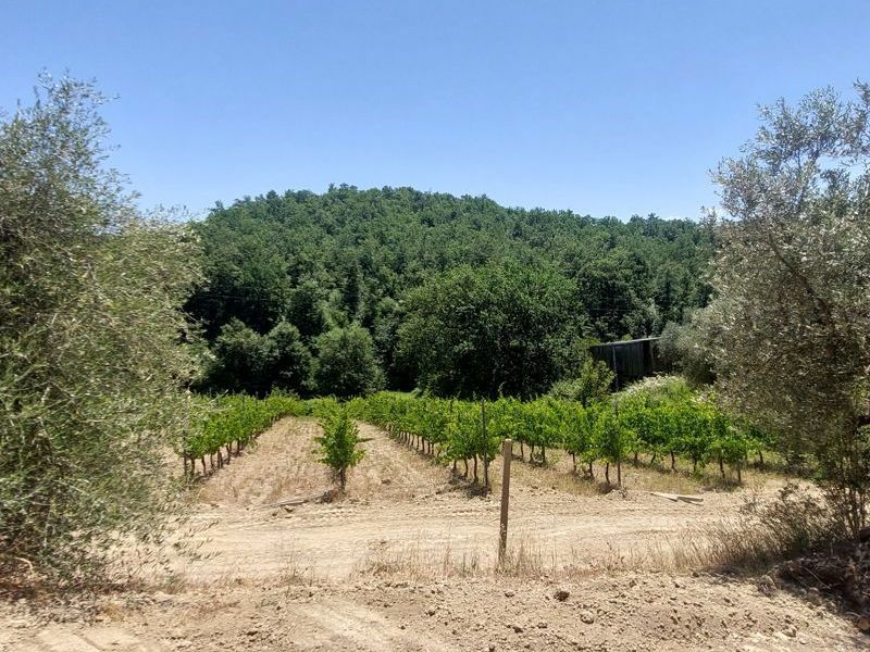 Agricamping Poggio ai&nbsp;Pini